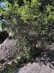 Eugenia reinwardtiana