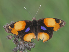 Junonia hierta cebrene