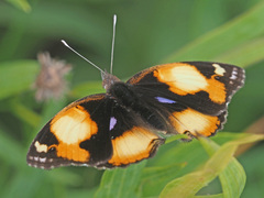 Junonia hierta cebrene