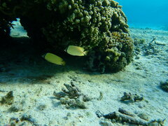 Chaetodon citrinellus