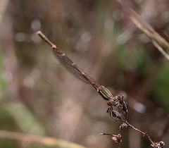 Austrolestes analis