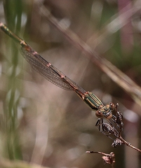 Austrolestes analis
