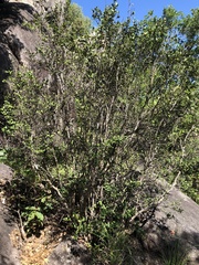 Eugenia reinwardtiana