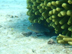 Canthigaster solandri