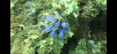 Rhopalaea