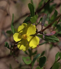 Hibbertia obtusifolia