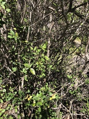 Eugenia reinwardtiana