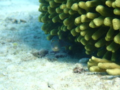 Canthigaster solandri
