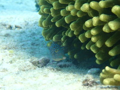 Canthigaster solandri