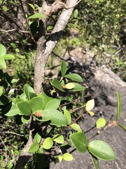 Eugenia reinwardtiana