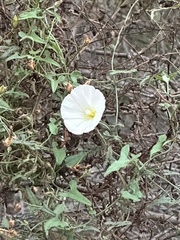 Calystegia macrostegia
