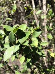Eugenia reinwardtiana