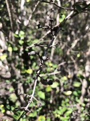 Eugenia reinwardtiana