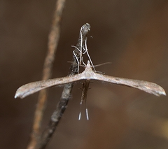 Stenoptilia zophodactylus