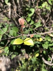 Eugenia reinwardtiana