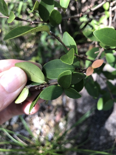Cedar Bay cherry (Eugenia reinwardtiana)