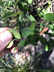 Eugenia reinwardtiana