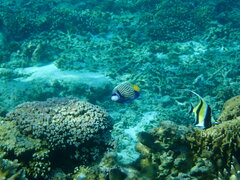 Pomacanthus imperator