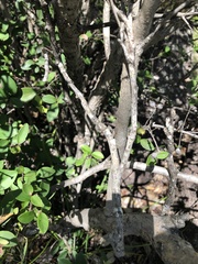 Eugenia reinwardtiana