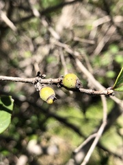 Eugenia reinwardtiana