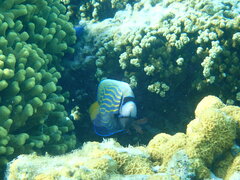 Pomacanthus imperator