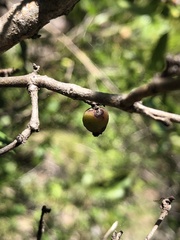Eugenia reinwardtiana