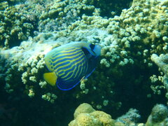 Pomacanthus imperator