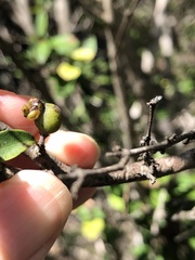 Eugenia reinwardtiana