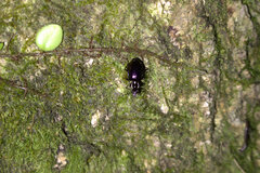 Physodera eschscholtzii