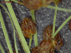 Fimbristylis quinquangularis quinquangularis