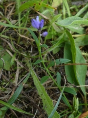 Polygala serpyllifolia