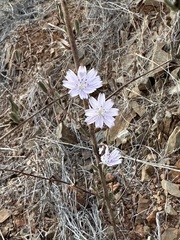 Stephanomeria diegensis
