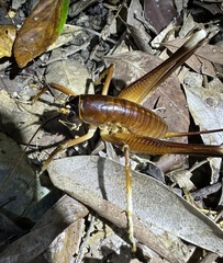 Penalva flavocalceata