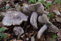 Tricholoma bresadolanum