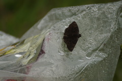 Nisoniades macarius