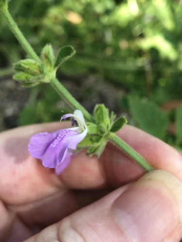 Anisomeles moschata (Anisomeles moschata)
