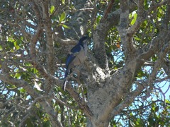 Aphelocoma insularis