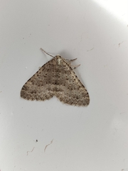 Colostygia multistrigaria