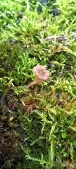 Lichenomphalioideae