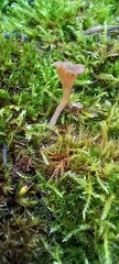 Lichenomphalioideae