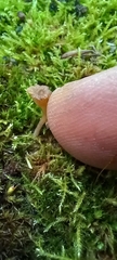 Lichenomphalioideae