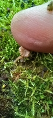 Lichenomphalioideae