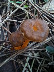 Craterellus lutescens