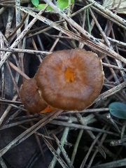 Craterellus lutescens