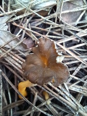 Craterellus lutescens