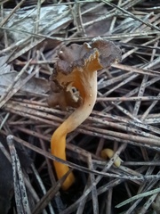 Craterellus lutescens