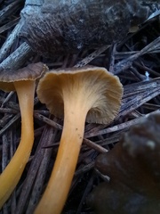 Craterellus lutescens