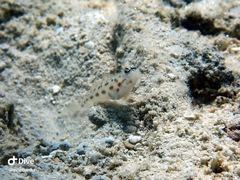 Ctenogobiops feroculus