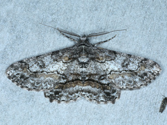 Cleora displicata
