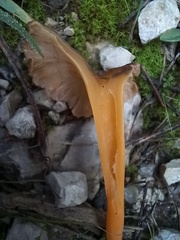 Craterellus lutescens